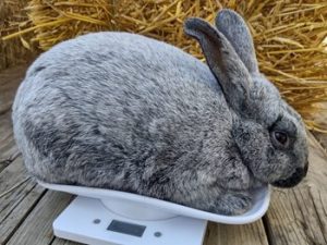 fur and feather haven meat rabbits for sale