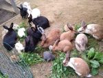 Lucid Farms Rabbitry