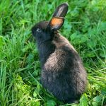 Quarter Acre Rabbitry