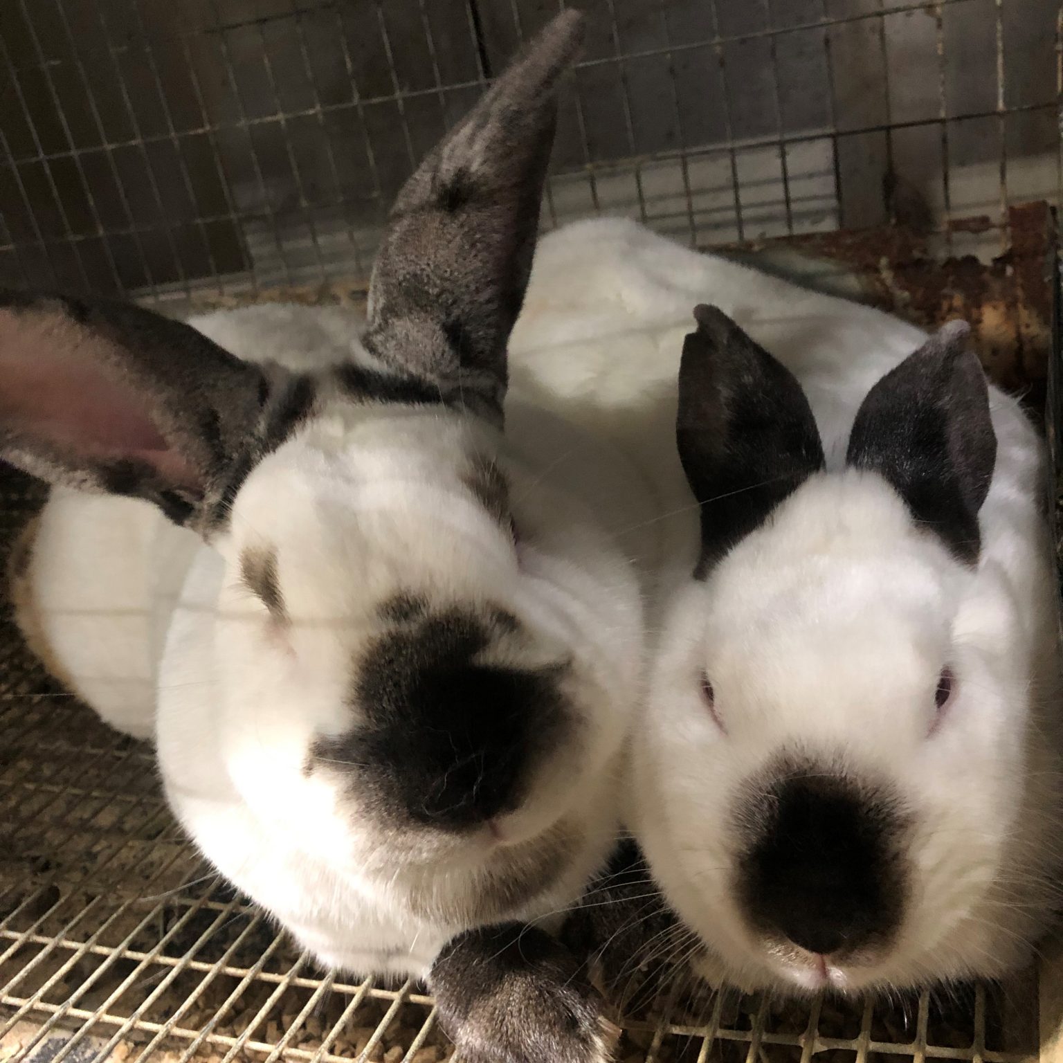 Ravine's Edge Wooly Buns Meat Rabbit Breeder List