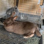 Silver Lining Rabbitry and Homestead