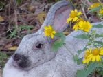 Watership Farm Rabbitry