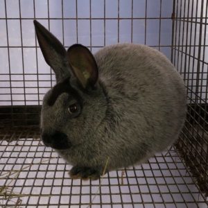 Arkansas Meat Rabbits - Meat Rabbit Breeder List