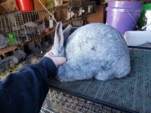 Illinois Meat Rabbits - Meat Rabbit Breeder List