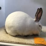 Hasenblut Rabbitry